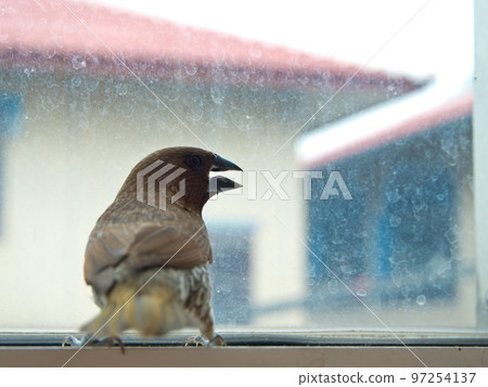 Bird at the glass window Bird at the glass window 97254137