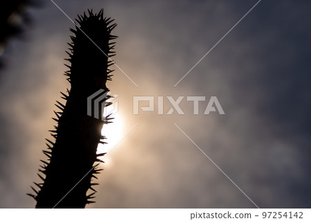 Madagascar palm the Spiky desert plant in the hard sunlight Madagascar palm the Spiky desert plant in the hard sunlight 97254142