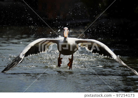 Great white pelican in flight 97254173