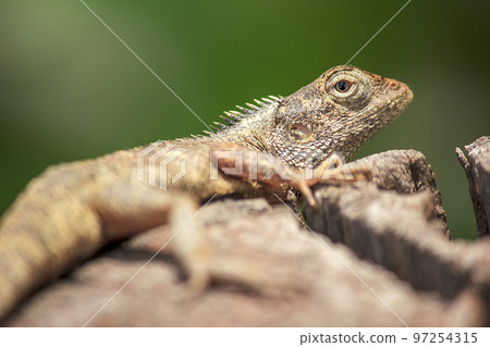 Oriental garden lizard on a dry log Oriental garden lizard on a dry log 97254315