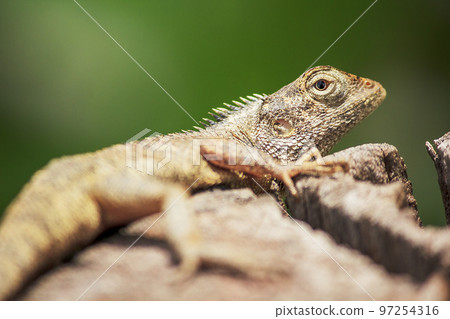 Oriental garden lizard on a dry log Oriental garden lizard on a dry log 97254316