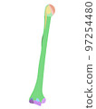 Human humerus colored (Humerus color labeled) 97254480