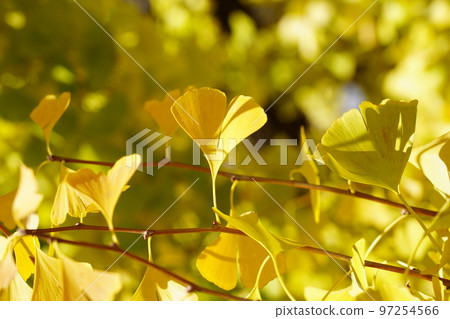 Ginkgo biloba 97254566