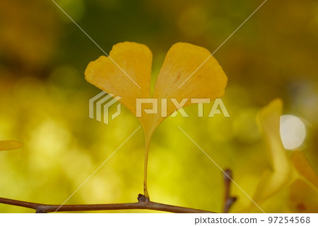 Ginkgo biloba Ginkgo biloba 97254568