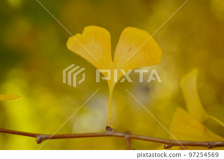 Ginkgo biloba Ginkgo biloba 97254569