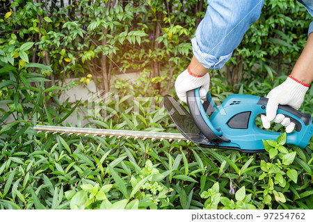 Gardener holding electric hedge trimmer to cut the treetop in garden. 97254762