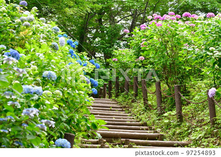 Gomadousan hydrangea garden (Niigata Prefecture) Gomadousan hydrangea garden (Niigata Prefecture) 97254893