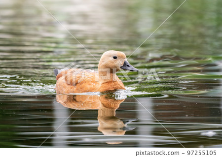 Ruddy Shelduck, or red duck, lat. Tadorna ferruginea, swimming on a lake. Ruddy Shelduck, or red duck, lat. Tadorna ferruginea, swimming on a lake. 97255105