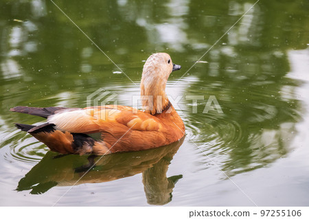Ruddy Shelduck, or red duck, lat. Tadorna ferruginea, swimming on a lake. Ruddy Shelduck, or red duck, lat. Tadorna ferruginea, swimming on a lake. 97255106