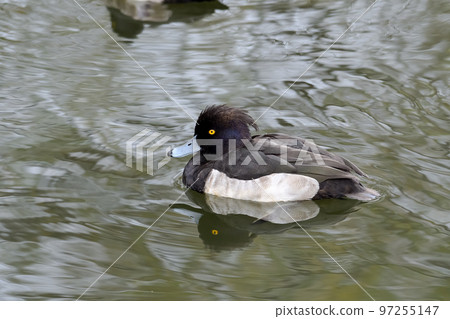 Kinkrochasshuro Kinkrochasshuro 97255147