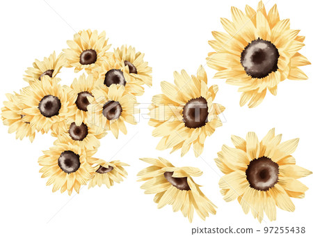 small sunflower in watercolor style 97255438