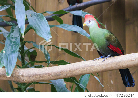 松江沃格爾公園的鳥類 松江沃格爾公園的鳥類 97256214