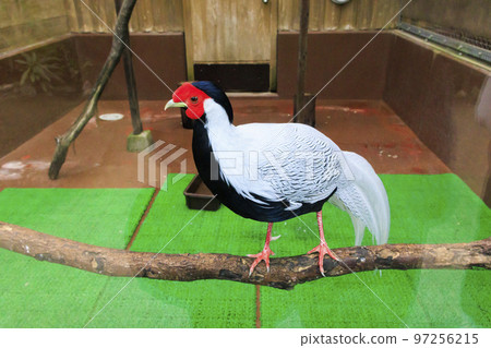 松江沃格爾公園的鳥類 97256215