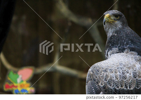 松江沃格爾公園的鳥類 松江沃格爾公園的鳥類 97256217