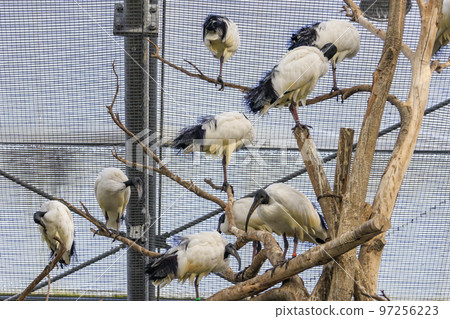 松江沃格爾公園的鳥類 97256223