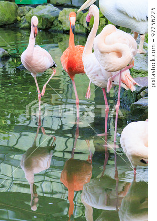 Birds of Matsue Vogel Park 97256225