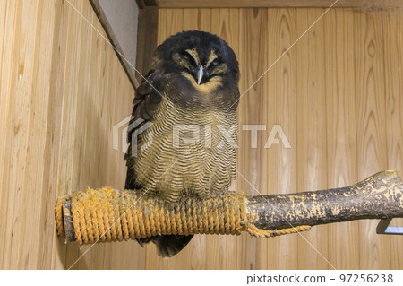 Birds of Matsue Vogel Park Birds of Matsue Vogel Park 97256238