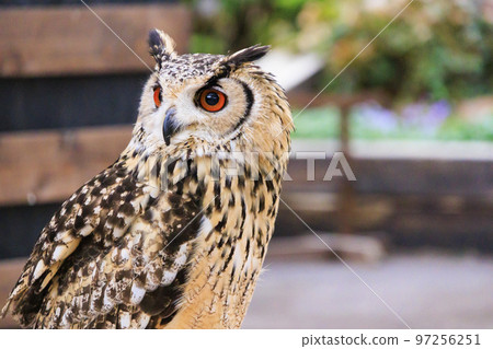 Birds of Matsue Vogel Park 97256251