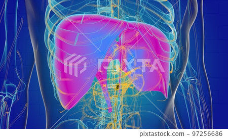 Human diaphragm anatomy for medical concept 3D Human diaphragm anatomy for medical concept 3D 97256686
