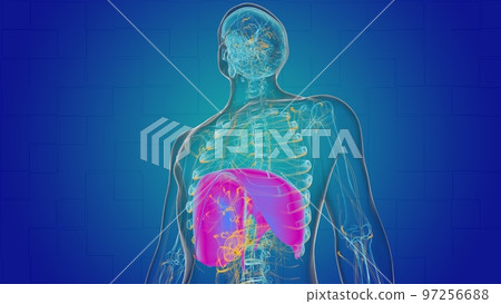Human diaphragm anatomy for medical concept 3D 97256688