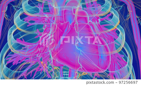 Human heart anatomy for medical concept 3D Human heart anatomy for medical concept 3D 97256697