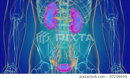 Human kidney anatomy for medical concept 3D 97256699
