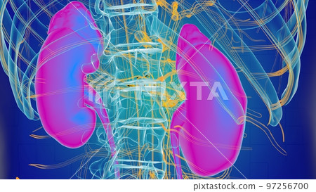 Human kidney anatomy for medical concept 3D 97256700