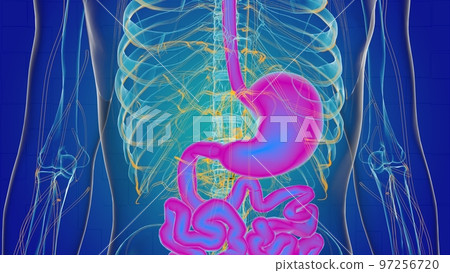 Human stomach anatomy for medical concept 3D rendering 97256720