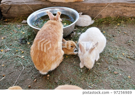 Rabbit (Fureai Ranch, Sheep Hill, Nakafurano Town, Hokkaido) 97256989