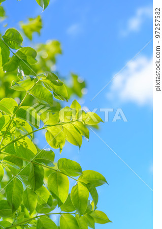 新鮮的綠色和藍色的天空 | 垂直構圖 97257582