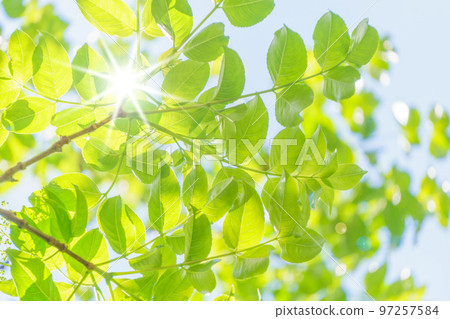 新鮮的綠色和陽光 97257584