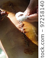 Surgical suture on the knee. Surgical wound sutured with special metal suture for healing. Total knee joint replacement. Close-up. 97258140