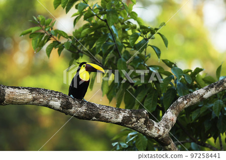 Toucan in the nature. Chesnut-mandibled Toucan sitting on the branch in tropical green lowland forest. Ramphastos ambiguus swansonii Toucan in the nature. Chesnut-mandibled Toucan sitting on the branch in tropical green lowland forest. Ramphastos ambiguus swansonii 97258441