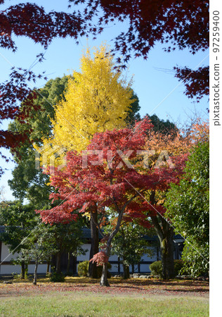 京都市中京區二條城的秋葉 97259400