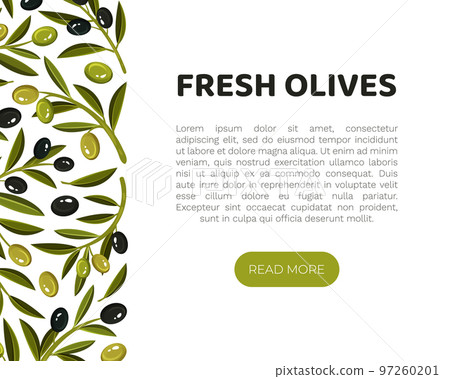 Olive Branches Banner Design with Green and Black Fruit Vector Template Olive Branches Banner Design with Green and Black Fruit Vector Template 97260201