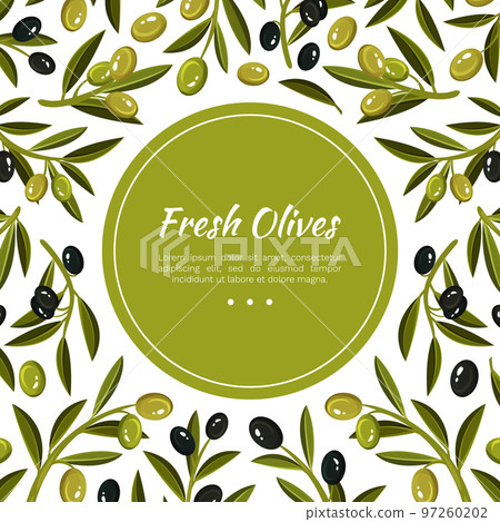 Olive Branches Banner Design with Green and Black Fruit Vector Template Olive Branches Banner Design with Green and Black Fruit Vector Template 97260202
