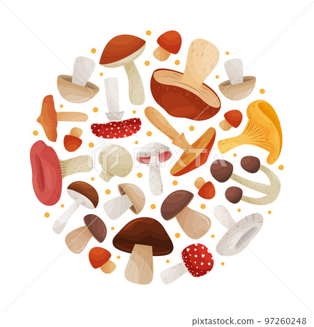 Mushroom Round Composition Design with Edible Agaric Forest Growing Food Vector Template Mushroom Round Composition Design with Edible Agaric Forest Growing Food Vector Template 97260248