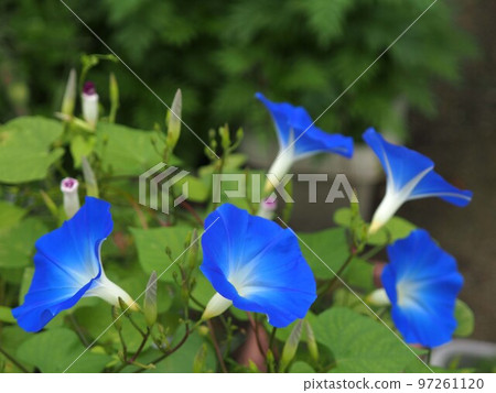 藍色牽牛花花 藍色牽牛花花 97261120