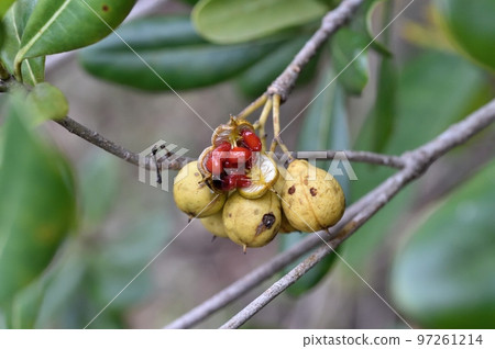 Tobera fruit Tobera fruit 97261214