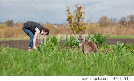 Gray cat hunting in grass closeup 97261514