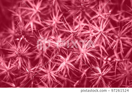 Close up of small plant background. Trendy color concept. Close up of small plant background. Trendy color concept. 97261524