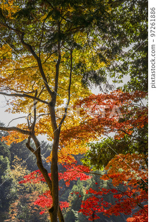 江東三山龍山西明寺停車場周邊紅葉 江東三山龍山西明寺停車場周邊紅葉 97261886