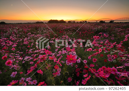Konosu City, Saitama Prefecture Akeyo Konosu Cosmos Arena Fukiage A cosmos field blooming on the riverbed of the Arakawa River and the sunset sky 97262405