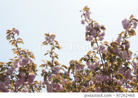 櫻花 97262468