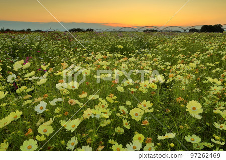 Akeyo, Konosu City, Saitama Prefecture Cosmos Arena Before the blow-up Arakawa riverbed yellow yellow campus and sunset 97262469