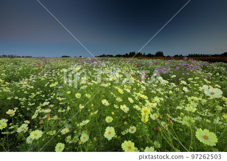 Akeyo, Konosu City, Saitama Prefecture Cosmos Arena The yellow and pink cosmos of the cosmos field at dusk on the riverbed of the Arakawa River before blowing up 97262503