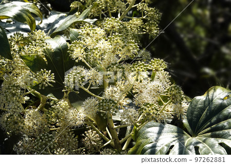 Ball-shaped fatsia flower that blooms in yellowish white 97262881