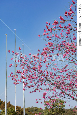 Hikanzakura Hikanzakura 97263199