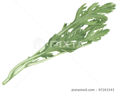 具有逼真味道的新鮮花環菊手繪插畫 97263343
