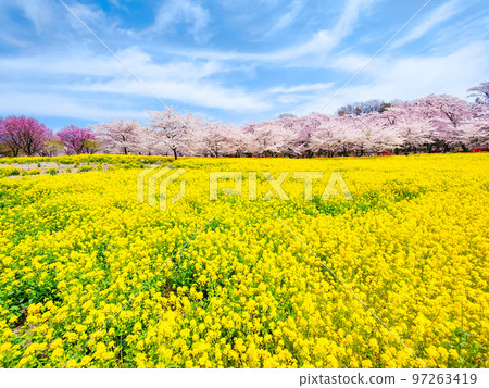 Senbonzakura and rape blossoms on the south side of Akagi 97263419